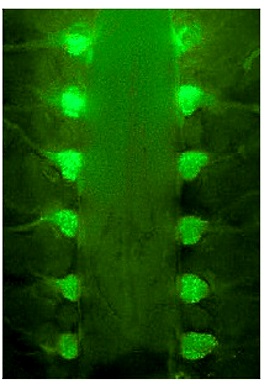 AM1-43标记小鼠背根神经节(DRG)神经元